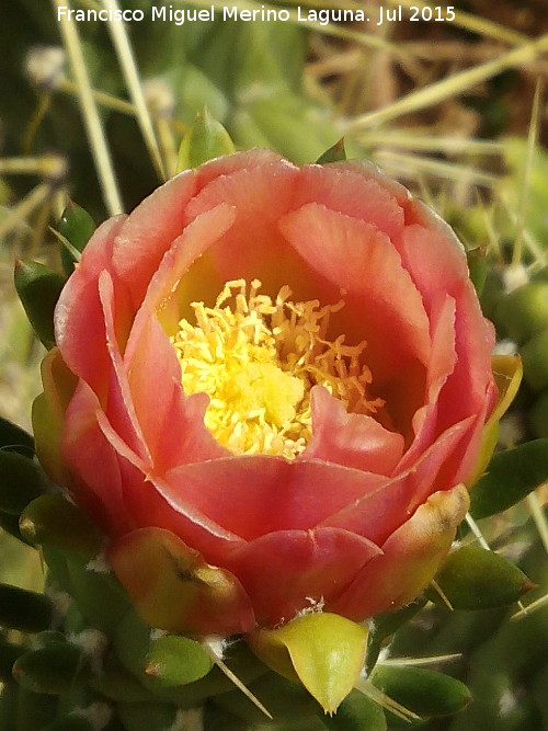 Cactus alfileres de Eva - Cactus alfileres de Eva. Flor. Casera de los Martos - Jan