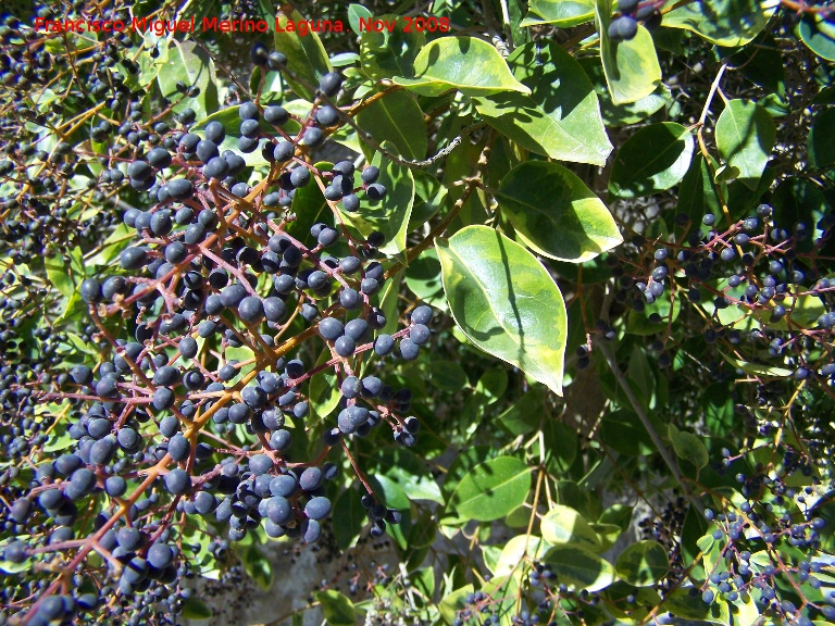 Aligustre arboreo - Aligustre arboreo. Alhama de Granada