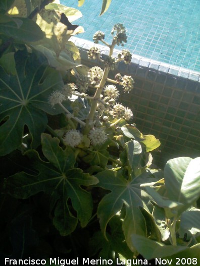 Aralia - Aralia. Jan