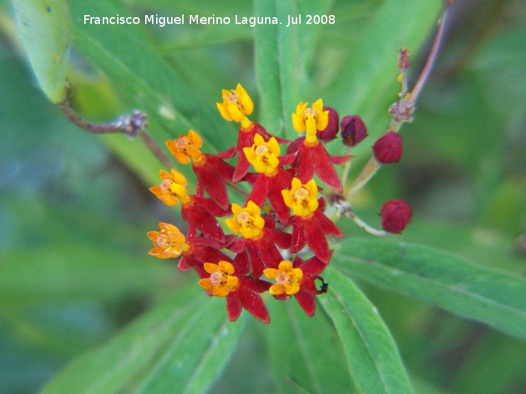 Flor de sangre - Flor de sangre. Benalmdena