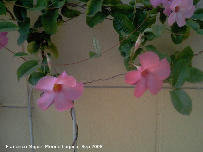 Mandevilla - Mandevilla. Navas de San Juan