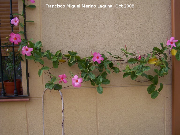 Mandevilla - Mandevilla. Navas de San Juan