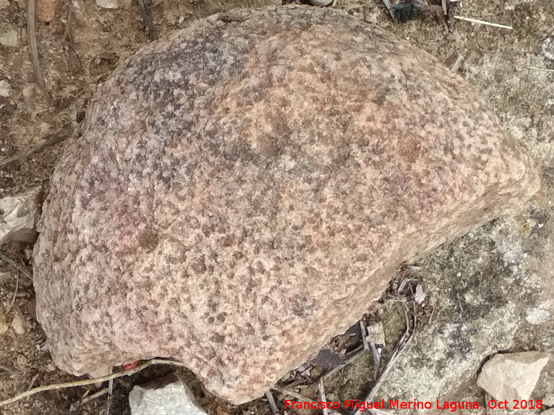 Coral Isatraea - Coral Isatraea. Altos del Sotillo - Castellar