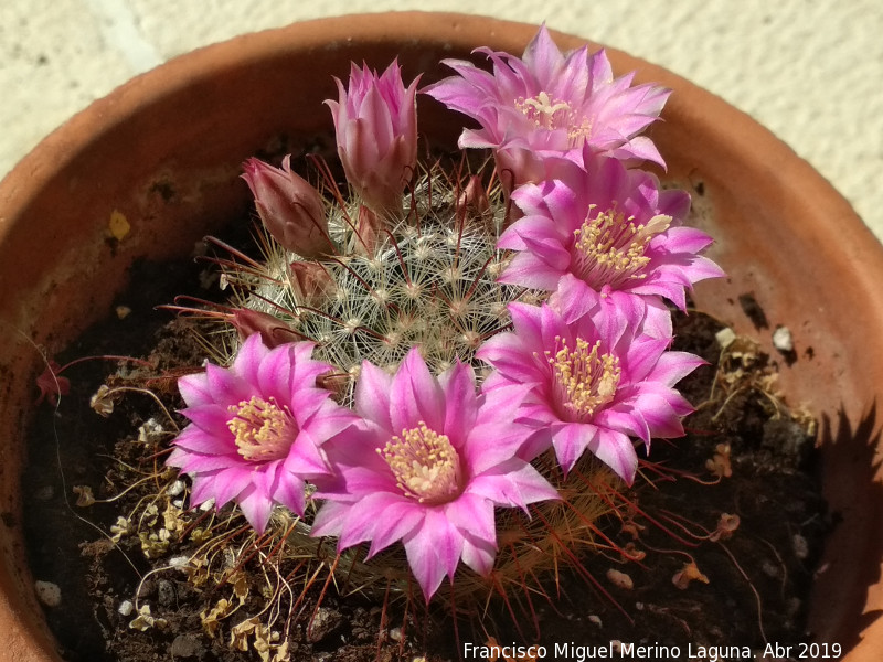 Cactus Biznaguita - Cactus Biznaguita. Los Villares