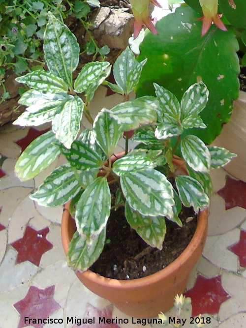 Pilea - Pilea. Patio de Crdoba