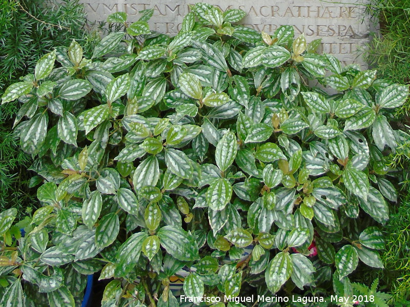 Pilea - Pilea. Patio de Crdoba