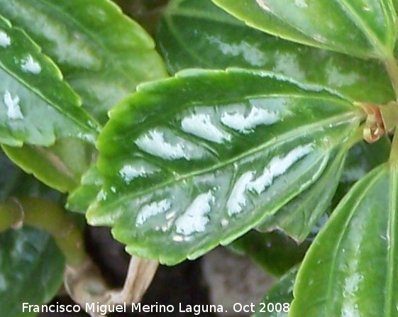 Pilea - Pilea. Navas de San Juan