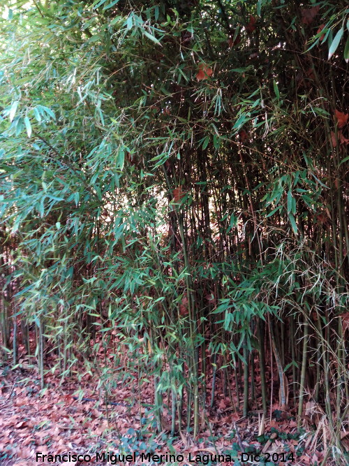 Bamb - Bamb. Jardines de Mata Bejid - Cambil