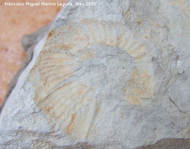 Ammonites Crioceras loryi - Ammonites Crioceras loryi. Los Villares