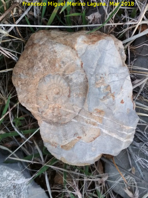 Ammonites Crioceras loryi - Ammonites Crioceras loryi. Jabalcuz - Jan
