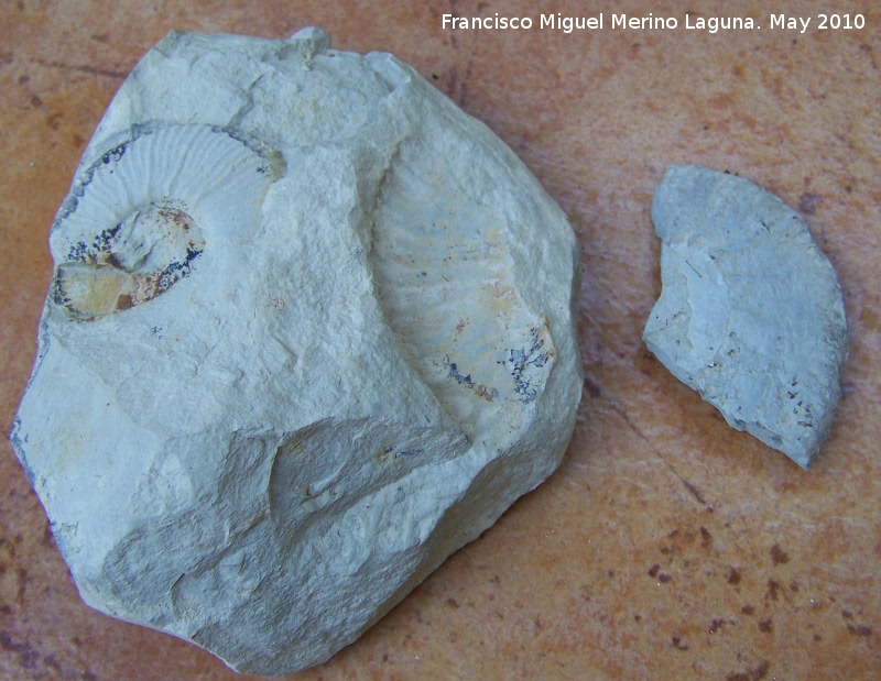 Ammonites Crioceras loryi - Ammonites Crioceras loryi. Los Villares