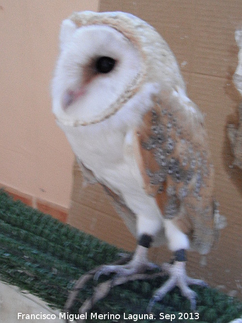 Pjaro Lechuza - Pjaro Lechuza. Navas de San Juan