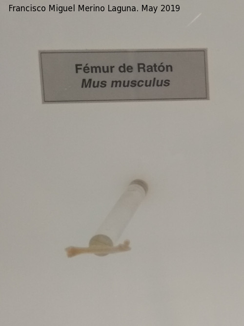Ratn - Ratn. Fmur de ratn. Parque de la Ciencias - Granada
