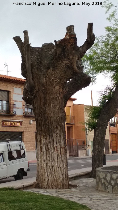 Paseo del Cristo - Paseo del Cristo. Tronco de un gran lamo muerto
