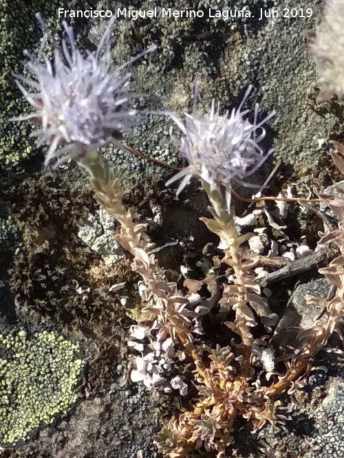 Jasione crispa - Jasione crispa. La Cimbarra - Aldeaquemada