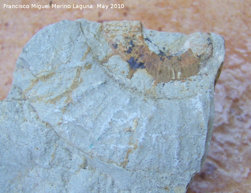 Ammonites Ataxioceras - Ammonites Ataxioceras. Los Villares