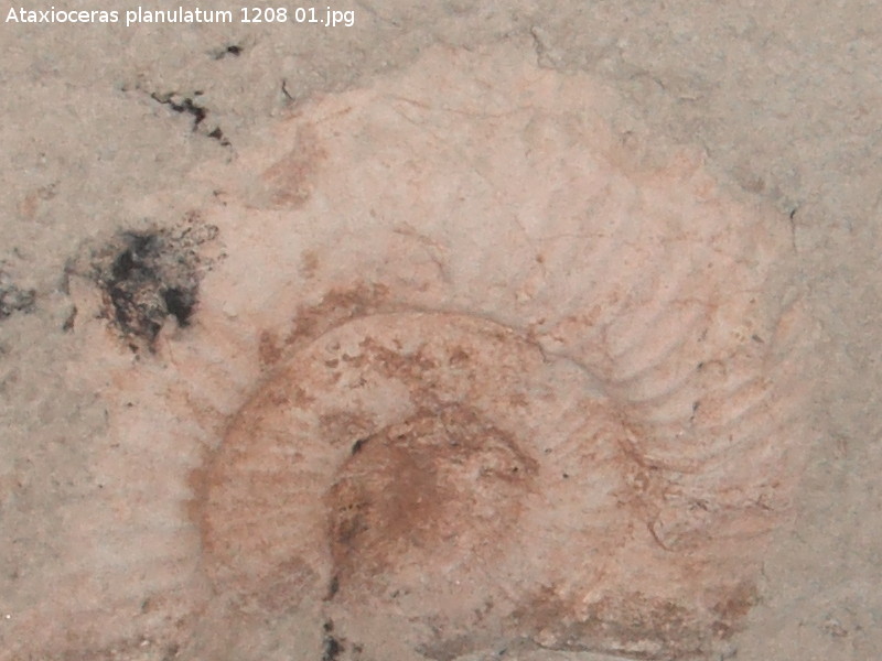 Ammonites Ataxioceras - Ammonites Ataxioceras. Aldea Morrin - Yeste