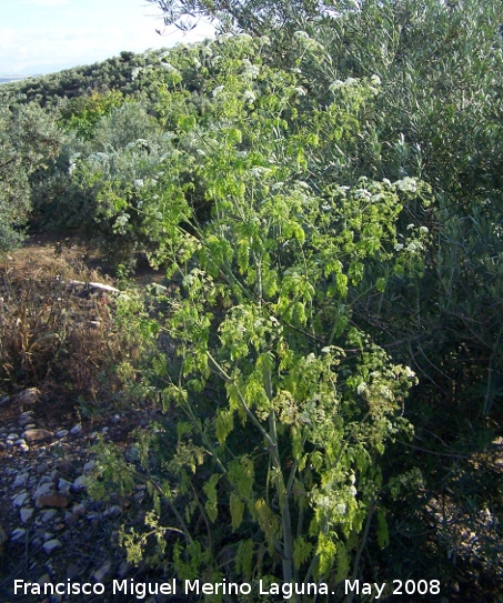 Cicuta - Cicuta. Navas de San Juan