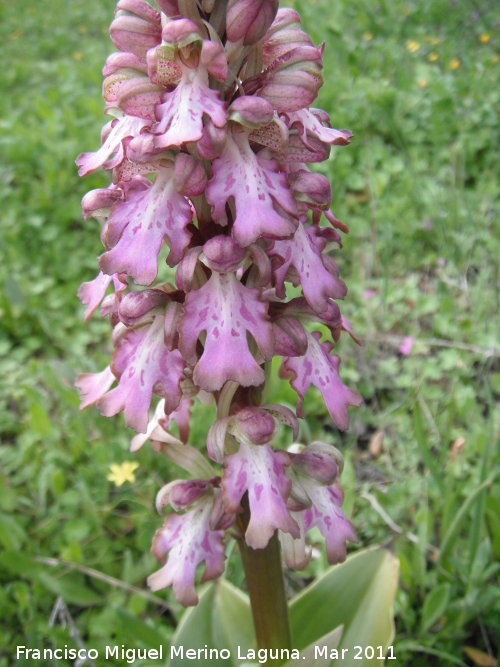 Orqudea gigante - Orqudea gigante. Encina Hermosa - Castillo de Locubn