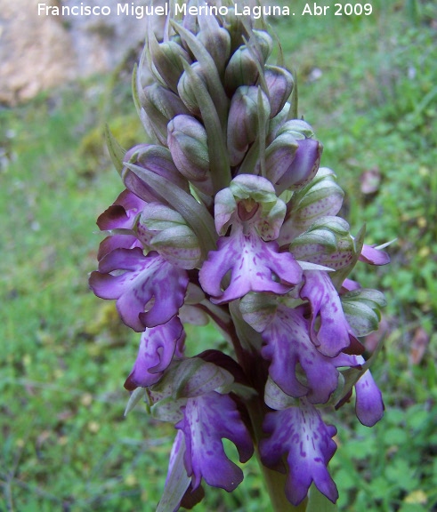 Orqudea gigante - Orqudea gigante. Jan