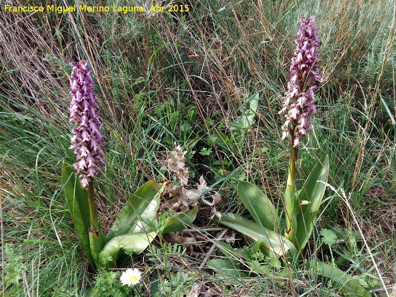 Orqudea gigante - Orqudea gigante. Los Caones - Los Villares