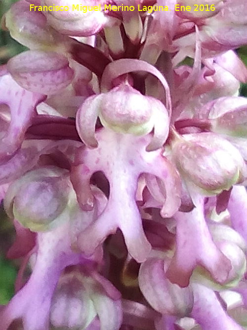 Orqudea gigante - Orqudea gigante. La Camua - Castillo de Locubn