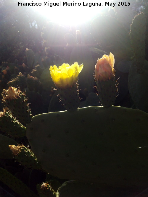 Cactus Chumbera - Cactus Chumbera. Flor. Cerro de las Antenas - Vilches