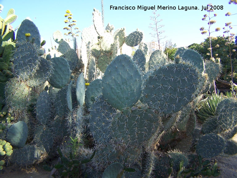 Cactus Chumbera - Cactus Chumbera. Benalmdena