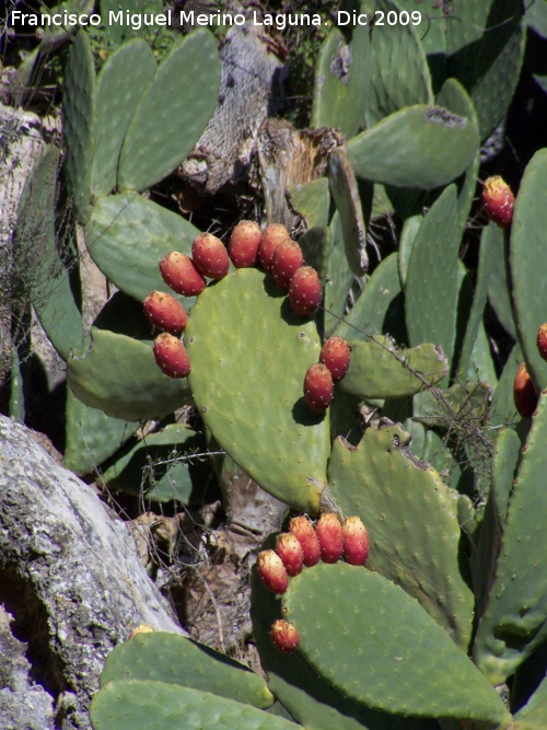 Cactus Chumbera - Cactus Chumbera. Villanueva de las Torres