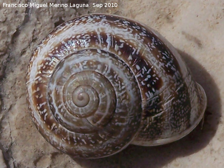 Caracol cabrilla - Caracol cabrilla. Pea de Martos - Martos