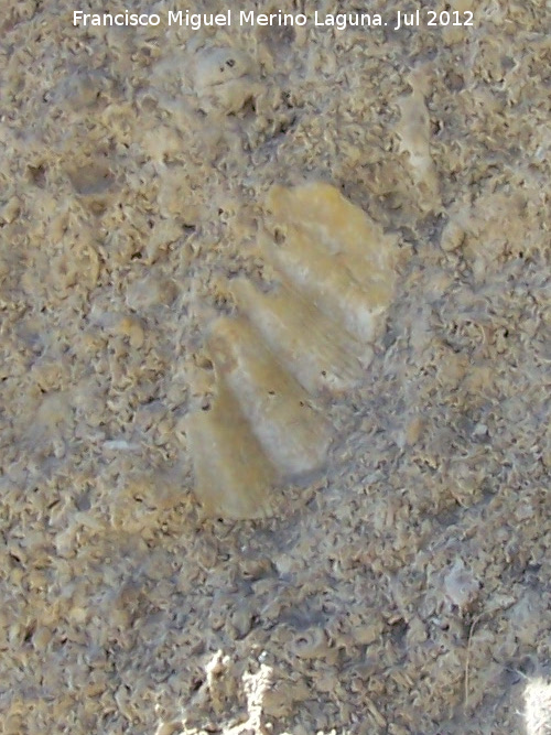 Bivalvo Pseudopecten aequivalvis - Bivalvo Pseudopecten aequivalvis. Dolmen de Menga - Antequera