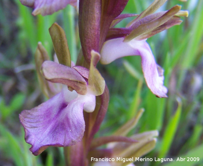 Orqudea colina - Orqudea colina. Los Villares