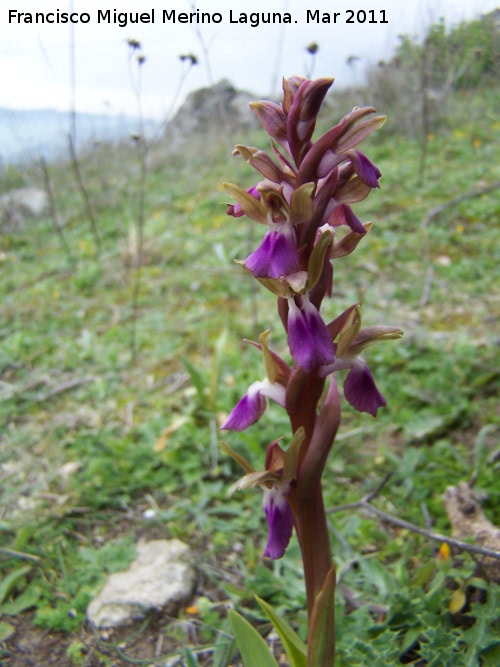 Orqudea colina - Orqudea colina. Cerro Algarrobo - Fuensanta de Martos