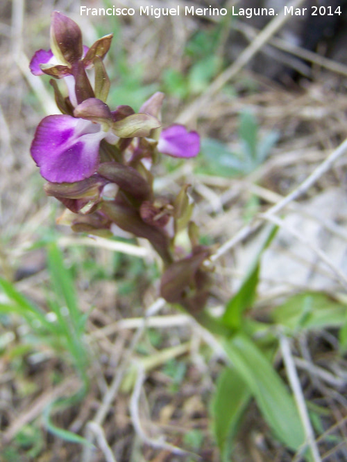 Orqudea colina - Orqudea colina. Cerro de la Harina - Alcaudete