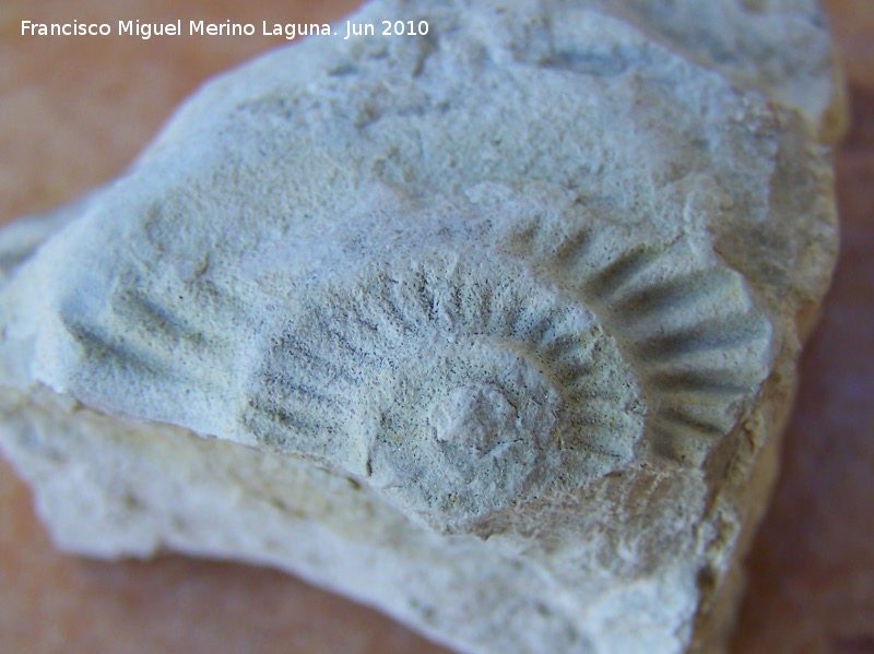 Ammonites Ochetoceras - Ammonites Ochetoceras. Los Caones - Jan