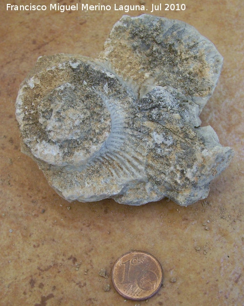 Ammonites Ochetoceras - Ammonites Ochetoceras. Arroyo Padilla - Jan