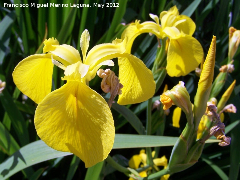 Lirio amarillo - Lirio amarillo. Tozar - Mocln