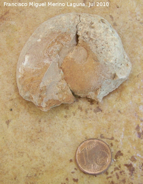 Ammonites Phylloceras - Ammonites Phylloceras. Arroyo Padilla - Jan