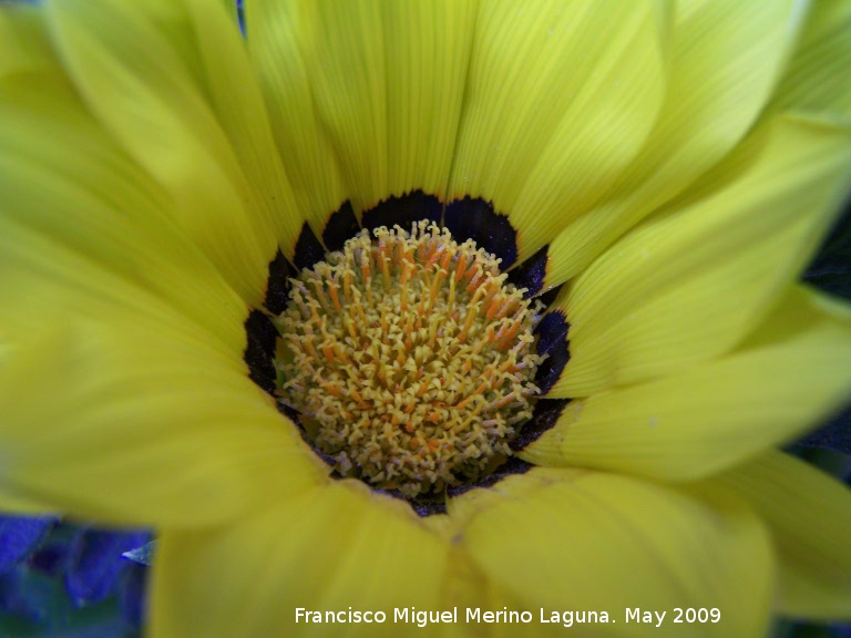 Gazania - Gazania. Los Villares