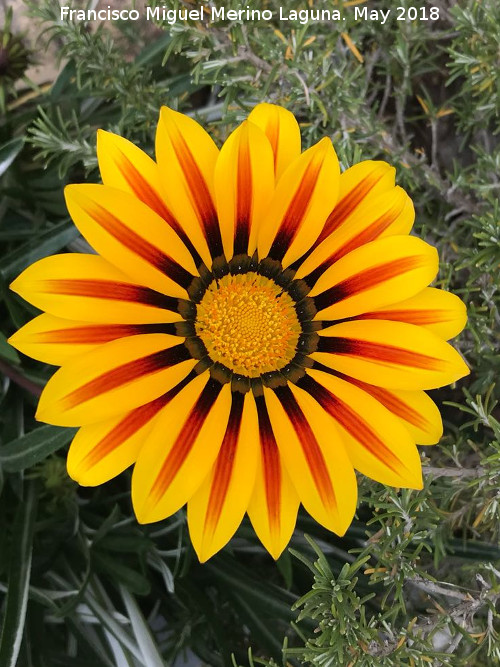 Gazania - Gazania. Cortijo de la Pea de los Gitanos - Montefro