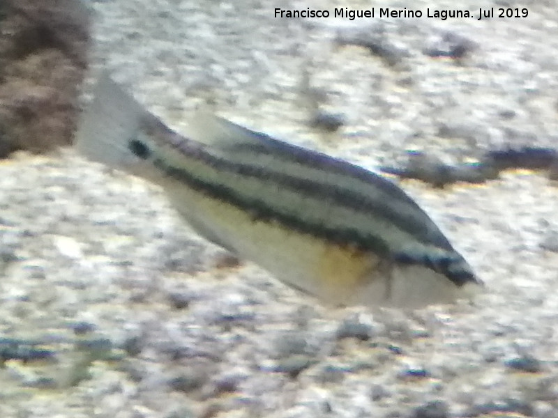 Pez Symphodus ocellatus - Pez Symphodus ocellatus. Santa Pola