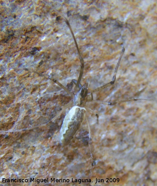 Araa Tetragnatha - Araa Tetragnatha. Los Villares