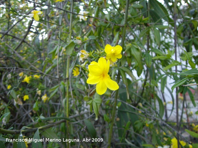 Jazmn amarillo - Jazmn amarillo. Navas de San Juan