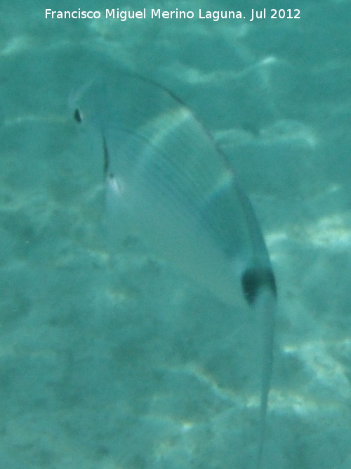 Pez Oblada - Pez Oblada. Isla de Tabarca - Alicante