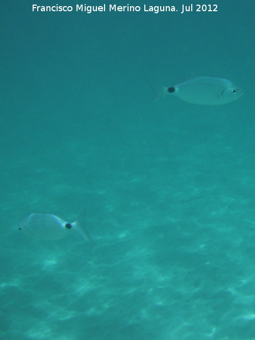 Pez Oblada - Pez Oblada. Isla de Tabarca - Alicante