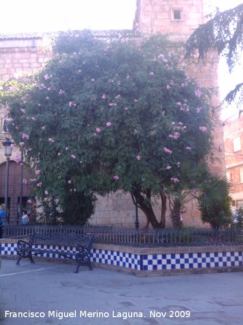 Bignonia rosa - Bignonia rosa. Navas de San Juan