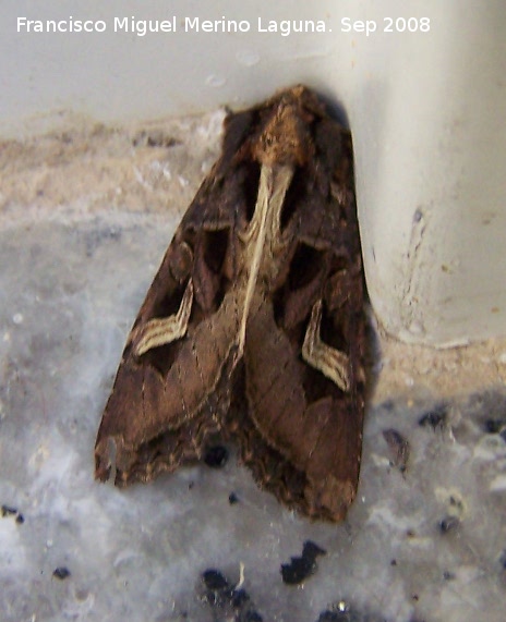 Polilla Trigonophora flammea - Polilla Trigonophora flammea. Los Villares