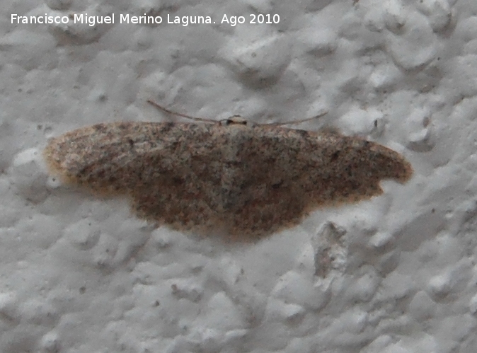 Polilla Angerona prunaria - Polilla Angerona prunaria. Prado Maguillo - Santiago Pontones