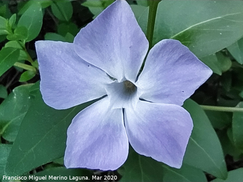 Hierba doncella - Hierba doncella. Flor. Paraje Los Escaloncillos - Rus