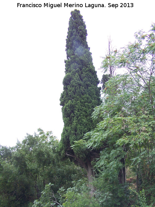 Ciprs piramidal - Ciprs piramidal. La Baizuela - Torredelcampo